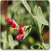 persian manna plant - plant