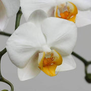 phalaenopsis orchid (any variety - plant