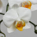 phalaenopsis orchid (any variety - plant
