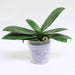 phalaenopsis orchid (mature blooming size - plant