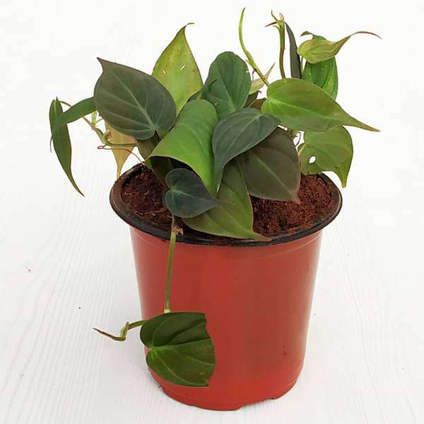 indoor black gold philodendron Buy Philodendron melanochrysum, Black Gold Philodendron