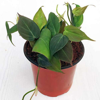 Buy Philodendron melanochrysum, Black Gold Philodendron