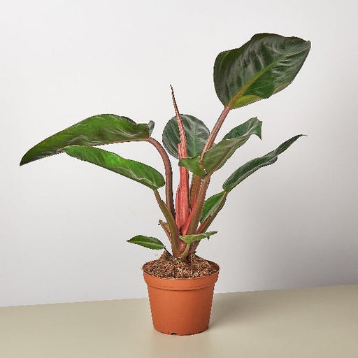 philodendron chinese congo Buy Philodendron Red Congo