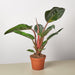 philodendron red congo - plant