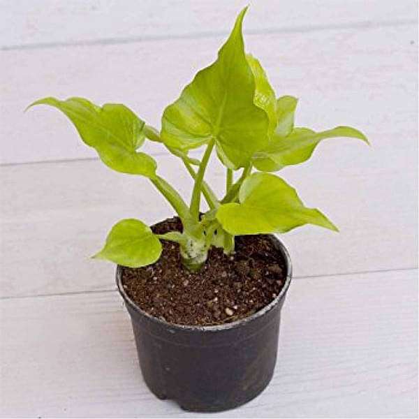 philodendron selloum golden Buy Philodendron selloum (Golden)