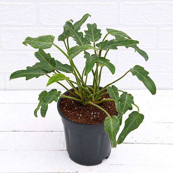 philodendron xanadu green plant in 5 inch (13 cm) pot 