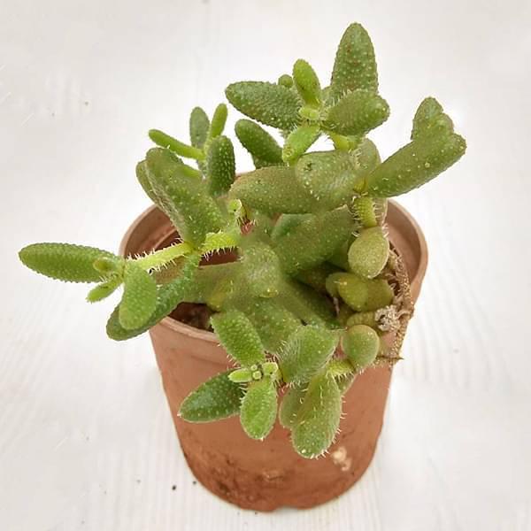 Buy Pickle cactus, Delosperma echinatum - Succulent Plant online from  Nurserylive at lowest price.
