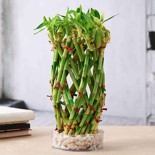 pineapple basket lucky bamboo in a bowl with pebbles - plant