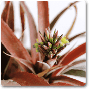 pineapple red - plant