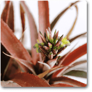pineapple red - plant