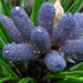 pinus longifolia - plant