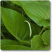 piper hispidinervum - plant