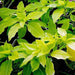 pisonia alba - plant