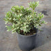pittosporum tobira variegatum - plant