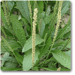plantago spp. - plant