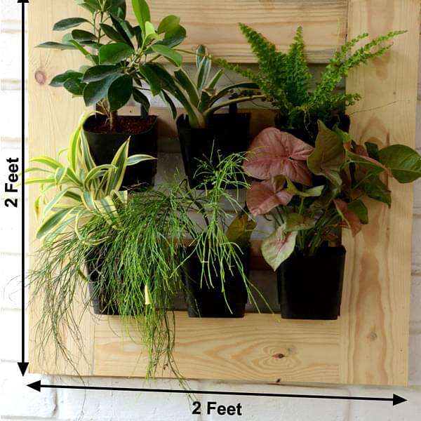 plants with vertical garden setup (2 x 2 ft) - plant