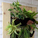 plants with vertical garden setup (2 x 2 ft) - plant