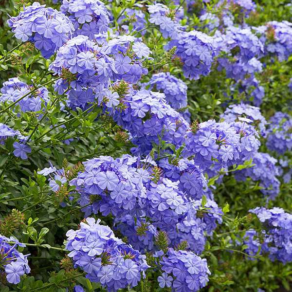 plumbago (blue) - plant