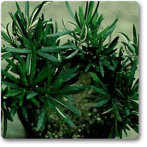 brown pine - plant