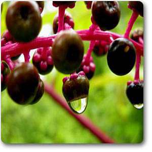 pokeberry - plant