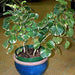 polyscias balfouriana hicolor - plant