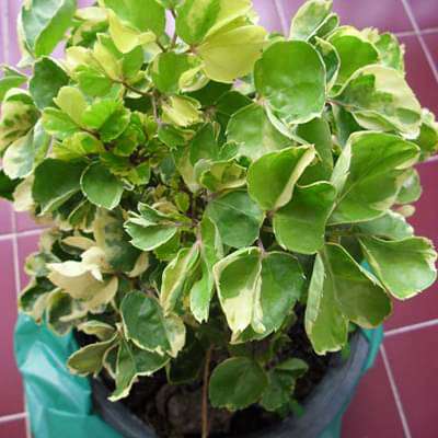 polyscias crispatum - plant