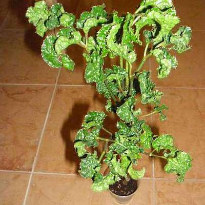 polyscias guilfoylei crispa - plant