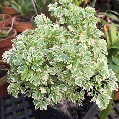 polyscias guilfoylei victoriae - plant