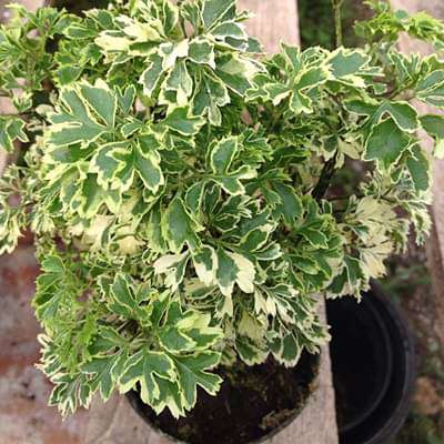 Buy Polyscias paniculata variegata
