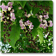pongamia pinnata - plant
