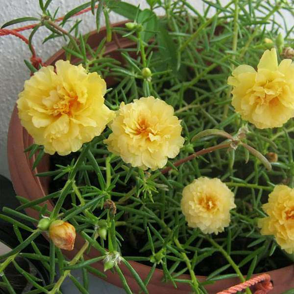 Buy Portulaca Plants online from Nurserylive at lowest price.