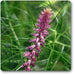prickly chaff flower - plant