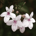 pseudoeranthemum artopurpureum variegatum - plant