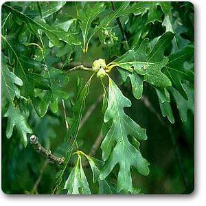 quercus alba - plant