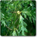 quercus alba - plant