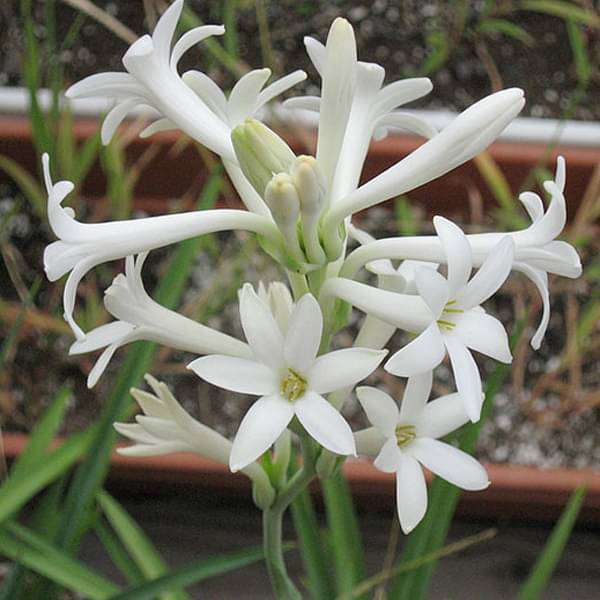 Rajnigandha, Tuberose Plant - Main Image