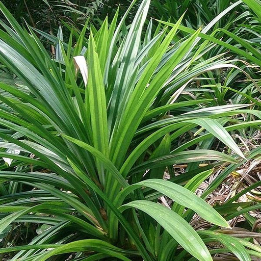 rambha - plant