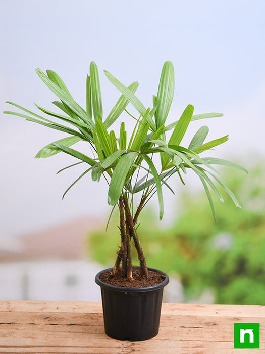 raphis palm - plant