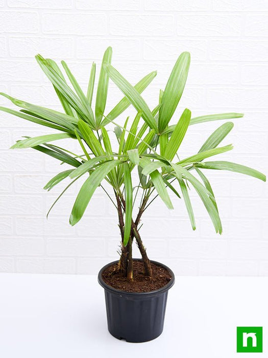 raphis palm - plant