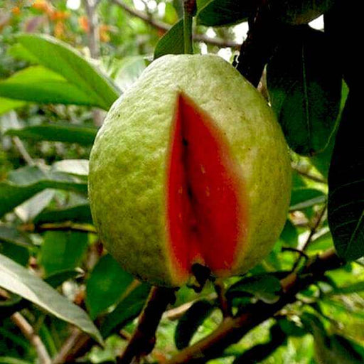 red guava - plant