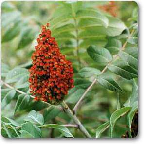 Fruta Rhus Glabra