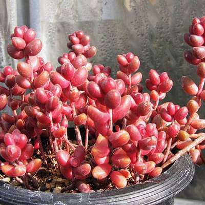 rivina humilis - plant