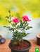 rose (pink) - plant