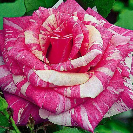rose (pink white) - plant