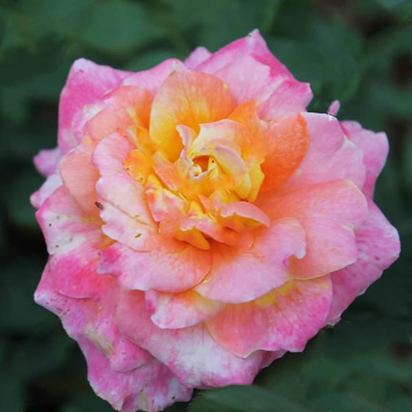 rose (pink yellow) - plant