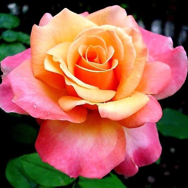 rose (pink yellow) - plant