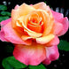 Product image thumbnail 2
