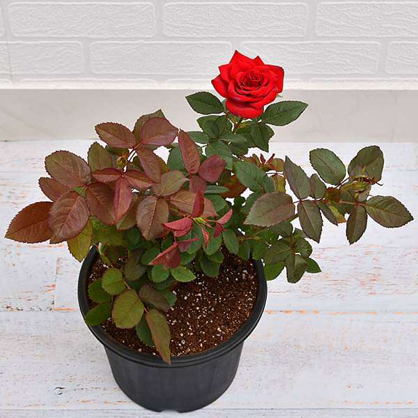 potted red rose plant Buy Rose (Red)