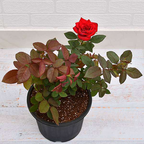 rose (red) - plant