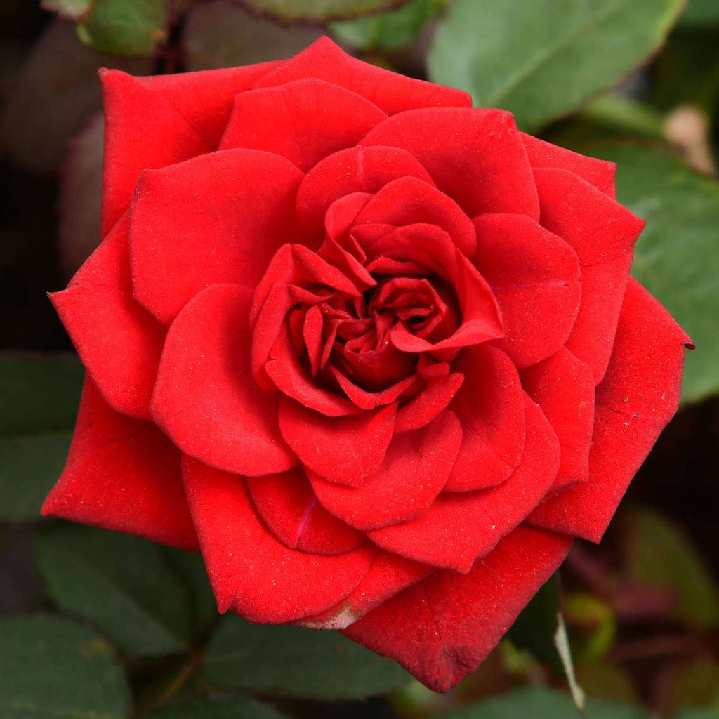 Buy Rose Plants online from Nurserylive at lowest price.